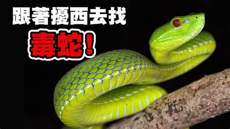 台灣最毒的蛇排名 t英文名女